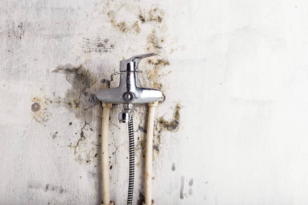 Best Industrial Mold Remediation in Stanberry, MO