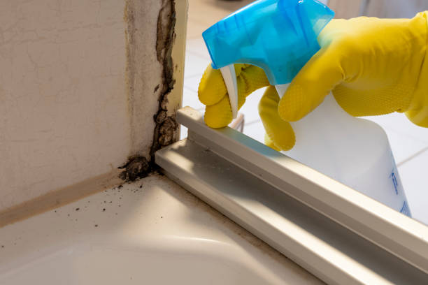Best DIY Mold Remediation Support Services in Stanberry, MO