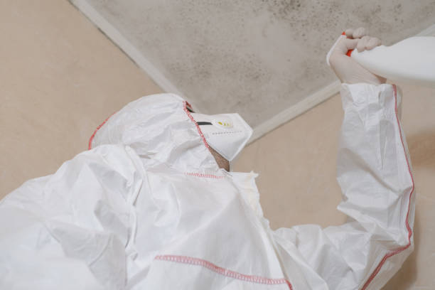 Best Localized Mold Remediation (e.g., coastal areas, humid climates) in Stanberry, MO