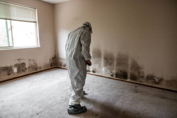 Best Post-Flood Mold Remediation in Stanberry, MO