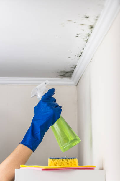 Best White Mold Remediation in Stanberry, MO