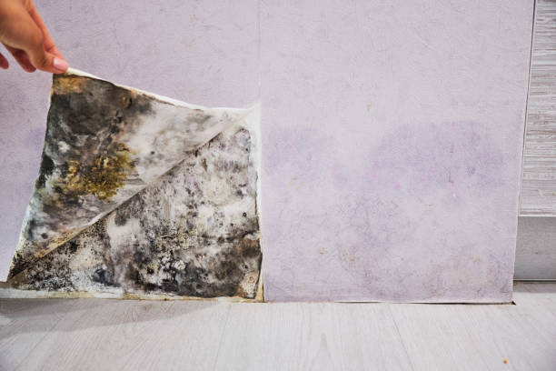 Trusted Stanberry, MO Mold Remediation Experts